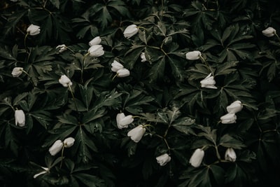 有白色花的绿叶植物